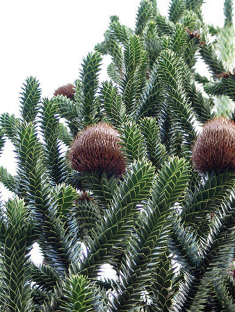 Bunya Pine Foliage