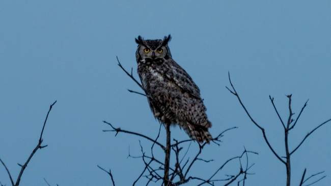 Crepuscular Owl