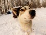 Glamour Snoots: Koyukuk&nbsp;Kennel